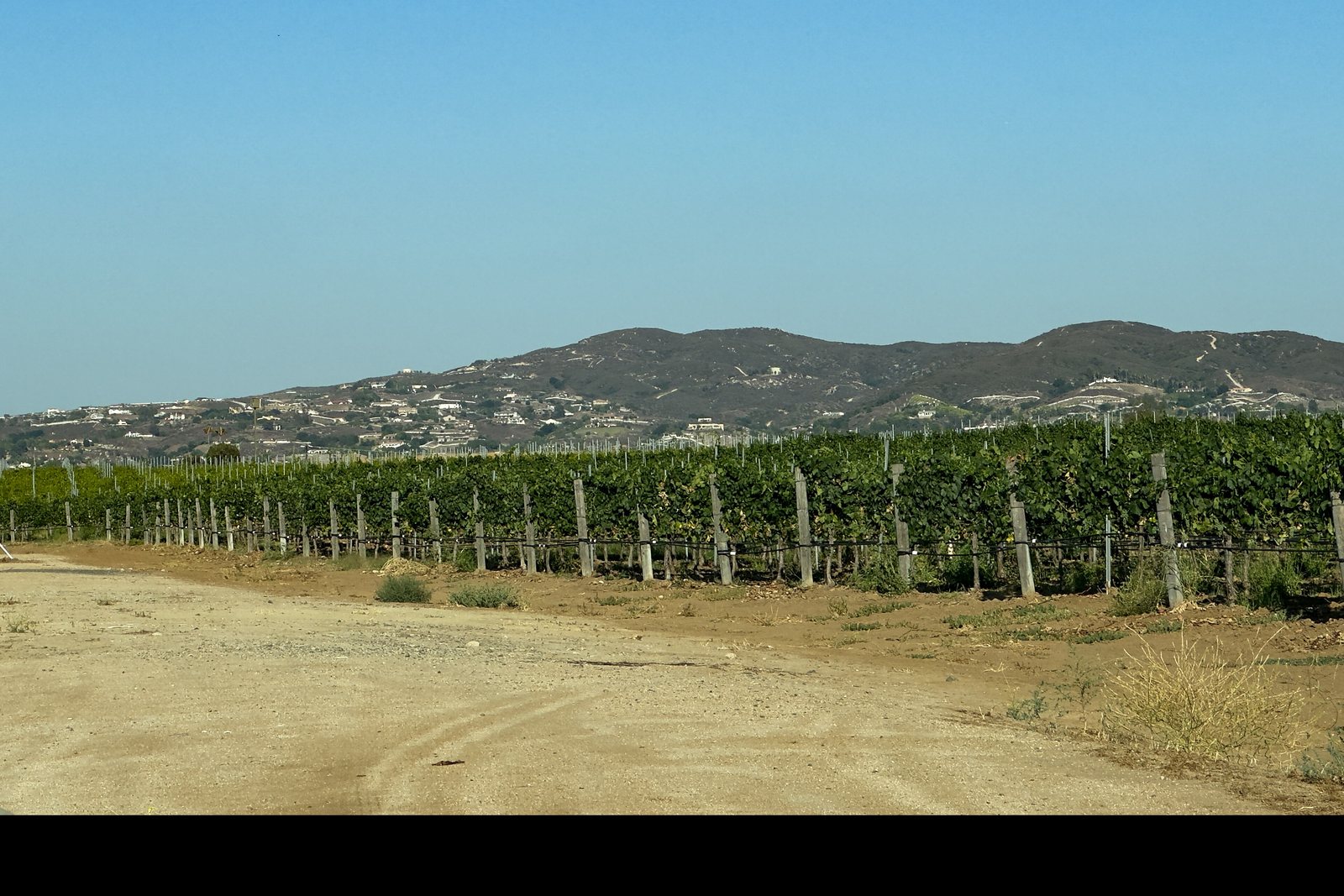 Oak Mountain seen across Temecula wine country