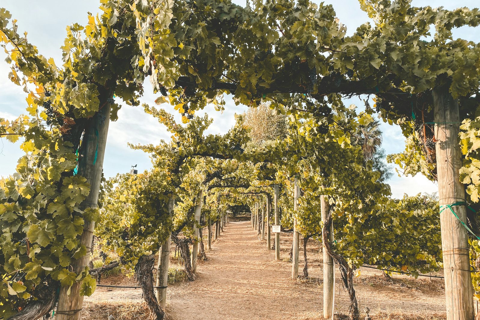 A shaded path between grapevines in Temecula
