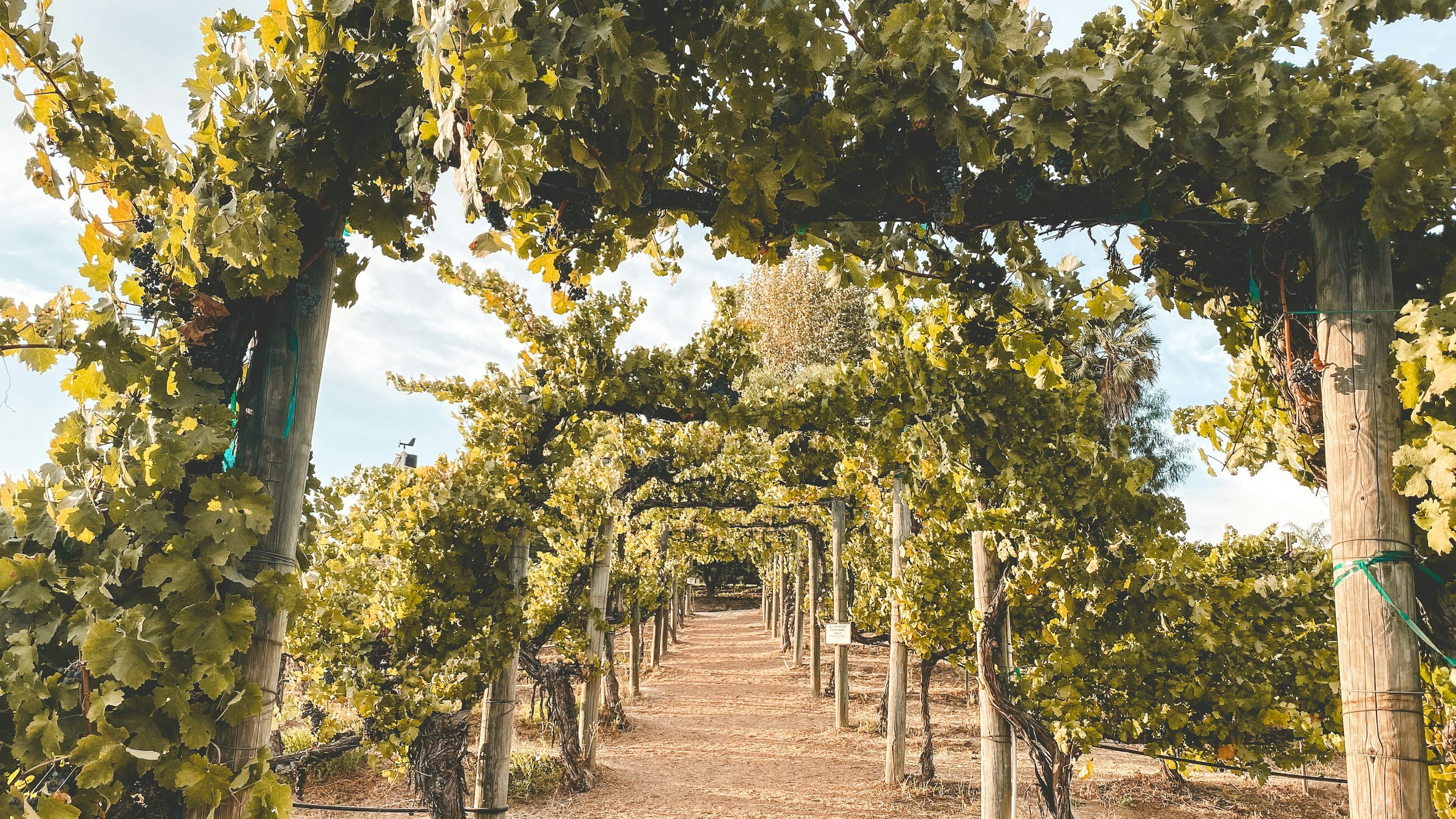 A shaded path beneath a vine arbor in Temecula wine country