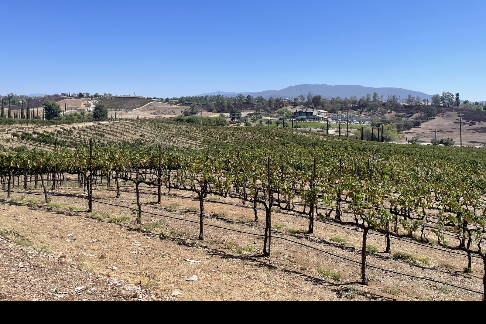 Vineyards at Halter Ranch in the Temecula Valley AVA